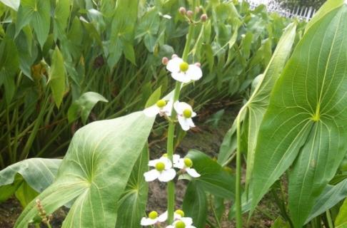 茨菰是什么（茨菰是什么植物）