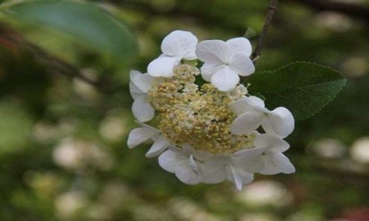 瓊花的病蟲害防治，白粉病需剪枝通風(fēng)養(yǎng)護