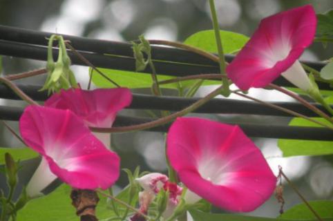 夕顏花與牽牛花的區(qū)別