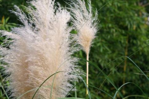 蒲苇是什么季节开花