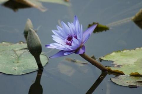 香水蓮花怎么養(yǎng)