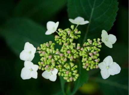 剛剛開(kāi)的瓊花圖片