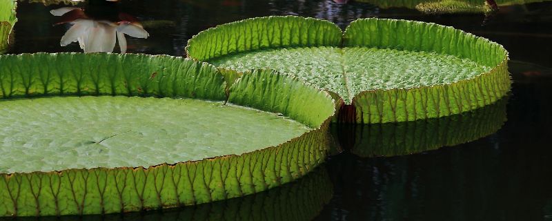 王蓮的花語是什么 帝王蓮的花語