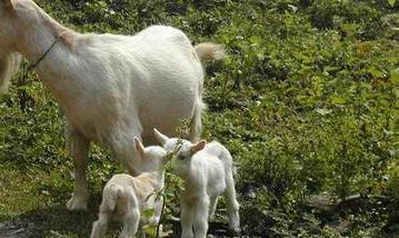 影响山羊繁殖力的主要因素有哪些（影响羊繁殖的环境因子）