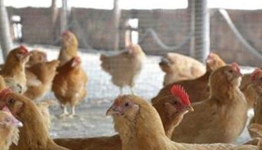 目前农村养鸡面临的主要问题有哪些 养鸡存在的问题及解决措施