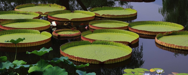 王莲是水生植物（王莲是水生植物世界霸主吗）