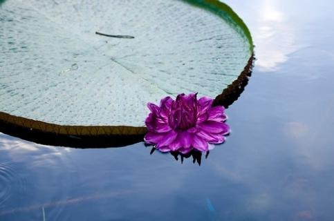 王莲的资料:水生有花植物中的王者（王莲是什么科植物）