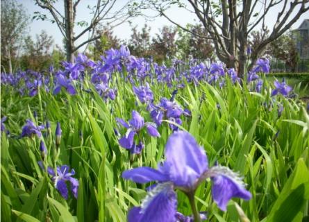 蝴蝶花怎么養(yǎng)：關(guān)于蝴蝶花水培土培的養(yǎng)殖方法