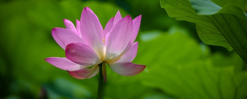 荷花插水里能開花嗎 荷花怎么插花會(huì)開