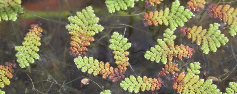 满江红植物的药用价值 满江红,蕨类植物