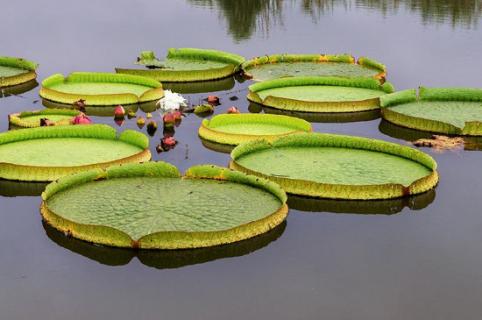 王蓮幾點開花