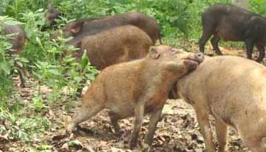 野猪养殖的几种错误养殖方法 请问一下养野猪怎么样法