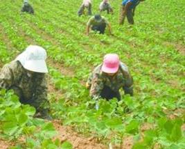 農(nóng)田灌水注意四種肥料不要沖施