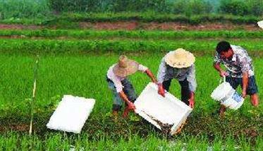 稻田养泥鳅技术 稻田养泥鳅技术视频直播