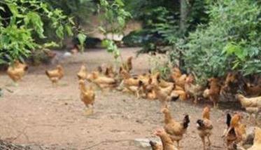 鸡住白细胞原虫病的特点与治疗措施（鸡住白细胞虫病图片）