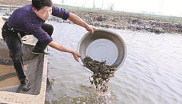 饵料投喂要点