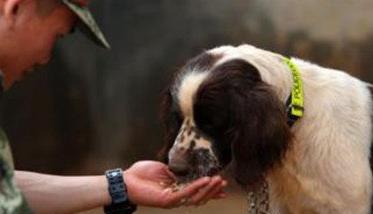 训犬时主人对训犬效果会有什么影响 训犬的好处