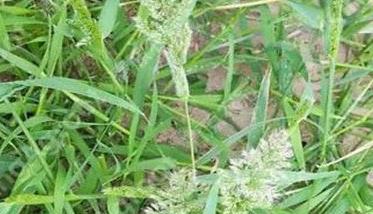 麥田雜草的發(fā)生規(guī)律及麥田雜草的化學防除技術