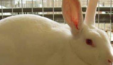 獭兔蛲虫病的防治方法 獭兔呼吸道感染怎么治
