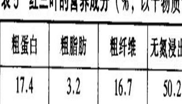 紅三葉草的功效與作用（紅三葉草的功效與作用圖片）