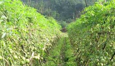 常見(jiàn)蔬菜露天種植時(shí)間（各種蔬菜露地種植時(shí)間）