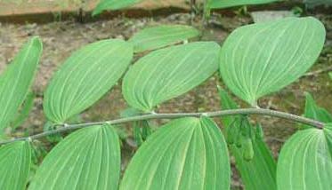 黃精種植技術(shù)（黃精種植技術(shù)與栽培管理）