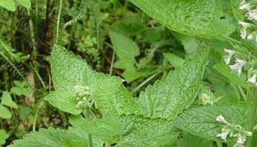 荊芥種植技術(shù)