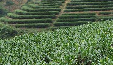 茶園管理技術(shù)（茶園管理技術(shù)有哪些）