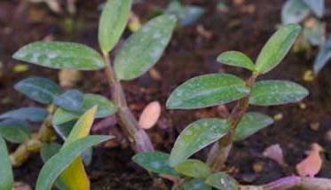 广西种植什么药材最赚钱 广西药材种植项目哪种最好