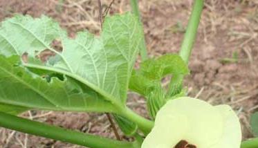 黃秋葵種植技術(shù) 黃秋葵種植技術(shù)視頻