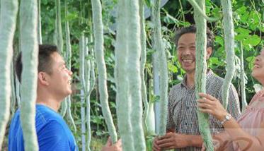 蛇豆種植方法 蛇豆種植方法和時間視頻