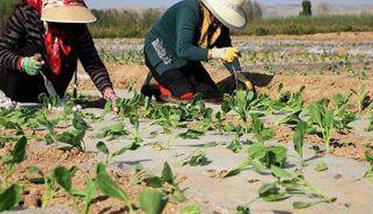 甘蓝种植方法与病虫害防治 甘蓝栽培与病虫害防治