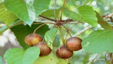 怎樣種植油桐，油桐栽培技術(shù)要點(diǎn) 油桐的種植技術(shù)