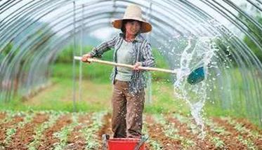 菜豆栽培時間與技術(shù)要點、病蟲害防治