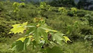 油桐具體種植方法