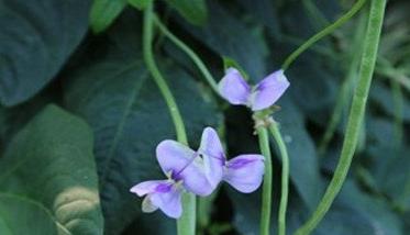 豇豆落花落莢的防治方法