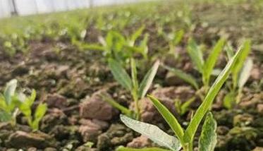 空心菜的种植方法和时间问题 空心菜的种植方法及管理要点