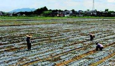 韭菜花种植管理技术及其应注意事项 韭菜花种植管理技术及其应注意事项视频