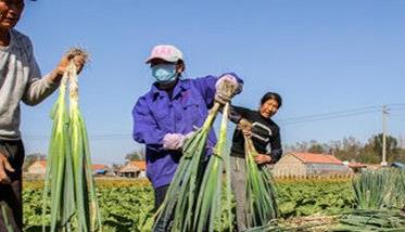 大葱的收获时间与保存方法 大葱的收获时间与保存方法图片