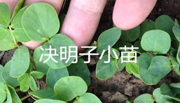 決明子種植時間和方法（決明子種植技術(shù)）