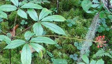 種植西洋參幾年能收獲 種植西洋參幾年能收獲嗎