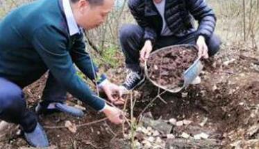 栽培种植猪苓的步骤与方法