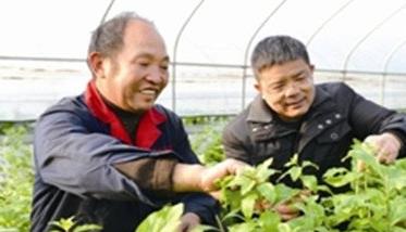 大棚菜用枸杞无公害高产栽培技术 菜用枸杞种植视频