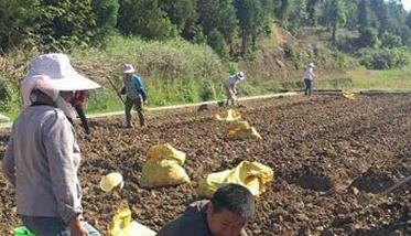 生姜如何施底肥（生姜如何施底肥最好）