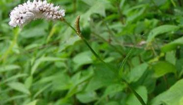 北沙参高产栽培技术 北沙参种植技术与栽培管理