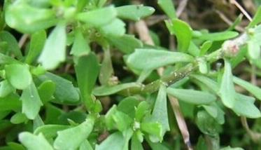 鹅不食草治过敏性鼻炎 鹅不食草治过敏性鼻炎有副作用吗