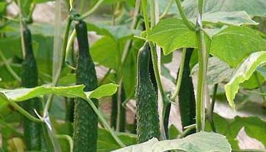 陽臺(tái)黃瓜種植技術(shù)（室內(nèi)種植黃瓜技術(shù)）