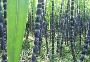 陇川甘蔗种植间套方法与技窍（陇川县甘蔗种植面积）