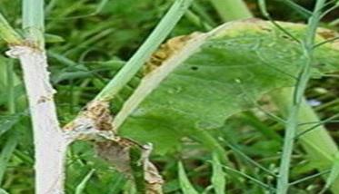 油菜菌核病症状有哪些（油菜菌核病症状有哪些图片）