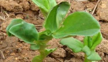 蚕豆种植条件与种植方法（蚕豆怎么种植方法如下）